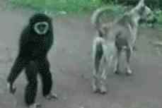 primate fools with dog - link to GIF page