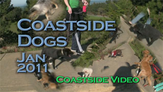 video link - Coastside Dogs