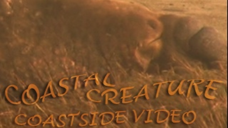 video link - Coastal Creature