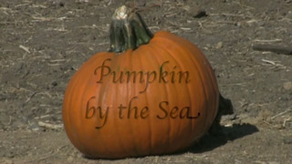 Video Link - Pumpkin by the Sea
